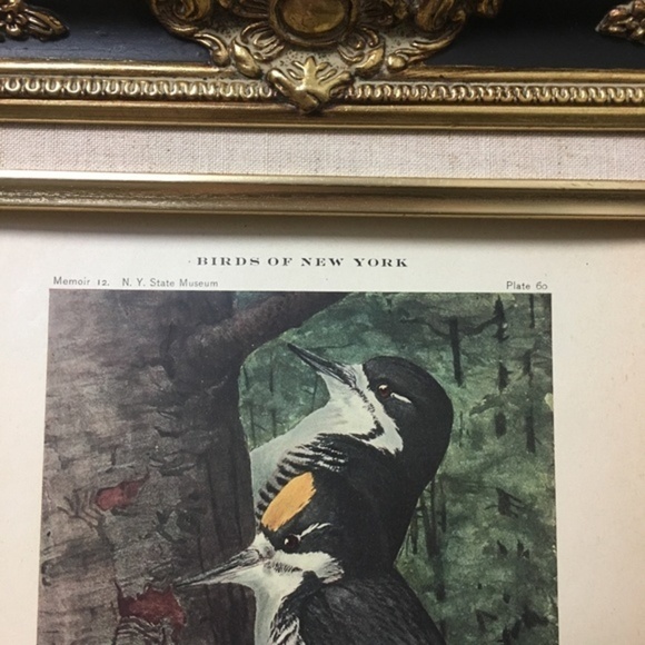 🖤5/$25 Antique Ornithological Bird Print Original wood pecker - Picture 13 of 13